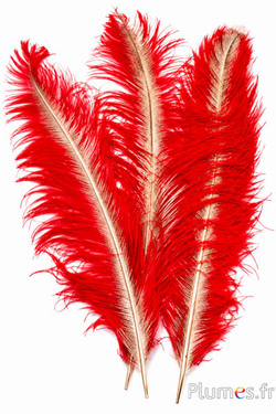 Struisvogel met goudkleurige schacht - 50-60 cm - rood